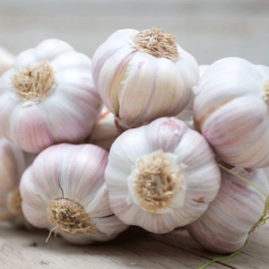 Garlic
