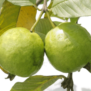 Guava