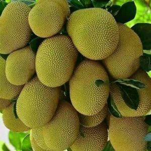 Tender Jackfruit